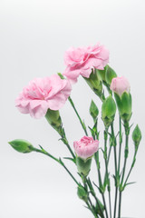 Pink carnations isolated on white background