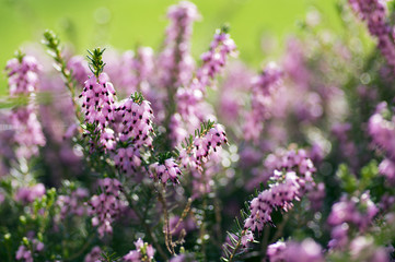 Erica carnea protected woodland flower in bloom, small flowers and leaves on little shrub