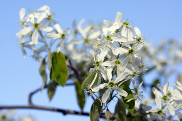 Amelanchier spicata tree in bloom, service berry white ornamental flowers and buds