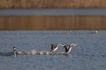 Naklejka premium Western Grebes Rushing