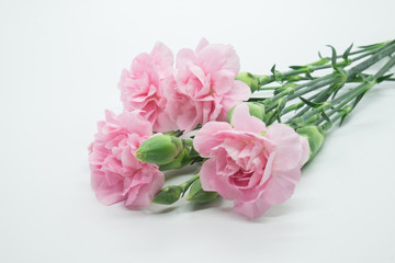 Pink carnations isolated on white background