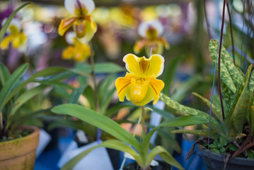 Lady's Slipper orchid flower ( Paphiopedilum ) yellow colour in the garden