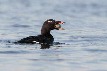 White-winged Scoter