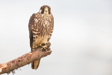 Peregrine Falcon