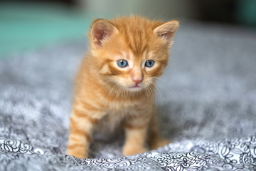 Chaton
