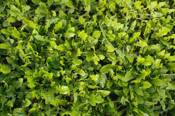 Greenery grass texture close-up.