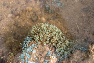 Sea anemones are a group of marine,Sea anemones are classified in the phylum Cnidaria, class Anthozoa, subclass Hexacorallia for education. © sinhyu