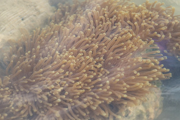 Sea anemones are a group of marine,Sea anemones are classified in the phylum Cnidaria, class Anthozoa, subclass Hexacorallia for education. © sinhyu