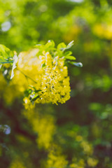 Beautiful yellow blooming tree Laburnum Voisii Golden Rain