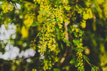 Fototapeta na wymiar Beautiful yellow blooming tree Laburnum Voisii Golden Rain