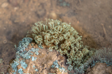 Sea anemones are a group of marine,Sea anemones are classified in the phylum Cnidaria, class Anthozoa, subclass Hexacorallia for education. © sinhyu
