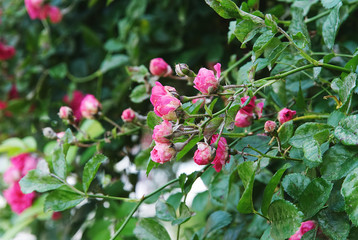 Beautiful pink roses climbing on a wall in summer 