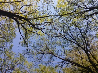 branches