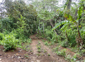 Jungle Road