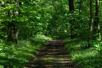 Obraz premium Einsamer Waldweg