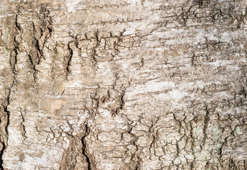 Close up of a birch trunk. Texture of the bark.