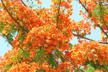 Orange peacock flowers blooming  tree branch on blue sky background