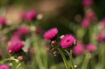 Obraz premium Pink knautia flowers