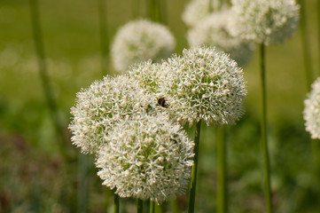 White allium flowers