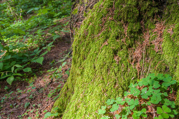 Green moss close up with afternoon natural light on the pine forest.