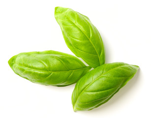 fresh basil leaves isolated on white