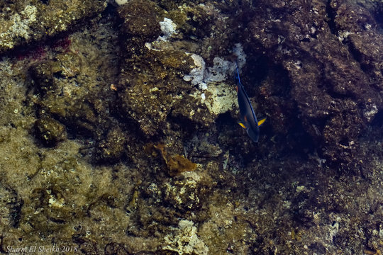 fish swim in the coral  Открыть Google Переводчик	 Оставить отзыв Все результаты Google Переводчик https://translate.google.com/?hl=ru Бесплатный сервис Google позволяет мгновенно переводить слова, фр
