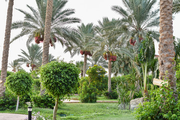 Palm trees near the sea, Egypt