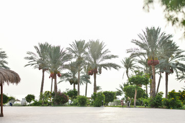 Fototapeta na wymiar Palm trees near the sea, Egypt