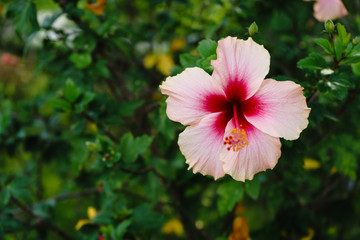 the flower is beautiful pink at on outdoor park in thailand.
