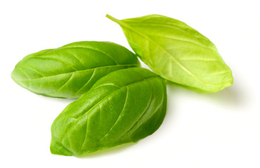 fresh basil leaves isolated on white