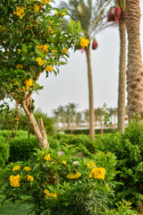 Yellow flowering tree on a background of palm trees