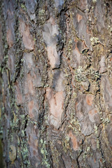 Tree bark texture background