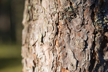 Tree bark texture background
