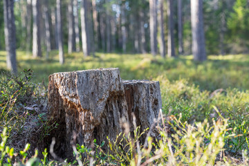 Obraz premium Stump of a tree in the middle of the forest