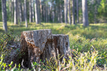 Stump of a tree in the middle of the forest