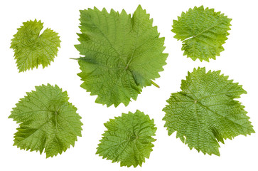 Young leaves of grape isolated on white