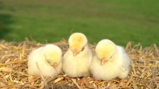 4K Video clip of three yellow chicks, baby Poland Chickens, sitting on a hay bale outside in golden summer sunshine