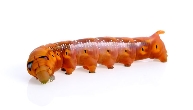 worm on white background