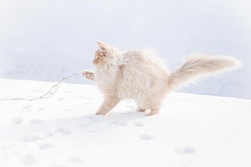kot na śniegu