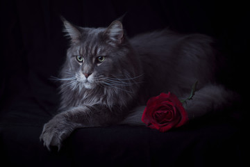 kot z różą