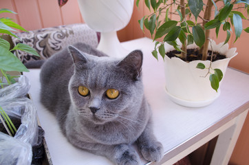 British cat among flowers
