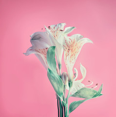 Pastel flowers layout on pink background, front view Minimal concept