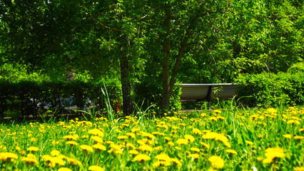 Yellow dandelions on the lawn in the Park.