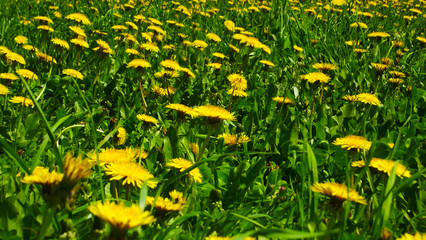 Yellow dandelions on the lawn in the Park.