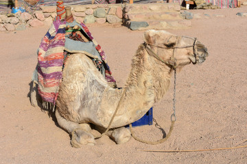 camel in the village