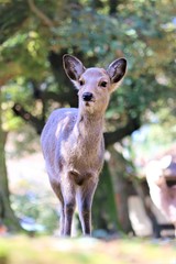 奈良公園のシカ