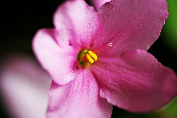 Violet flower close up.