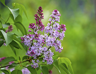 Lilacs in the spring.