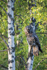 Great grey owl