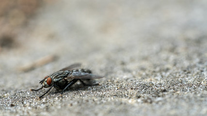 Fly insect macro